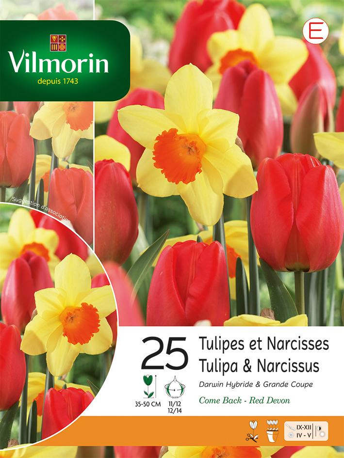 Mélange de Tulipes et Narcisses Fleurs éclatantes de printemps — free download